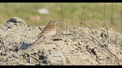 Richard`s Pipit