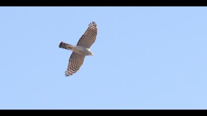 Eurasian Sparrowhawk