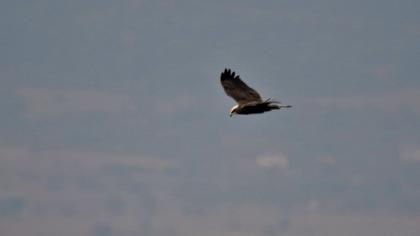 Western Marsh Harrier