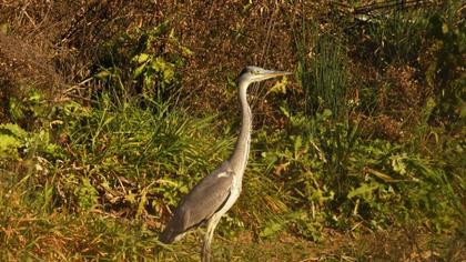 Grey Heron