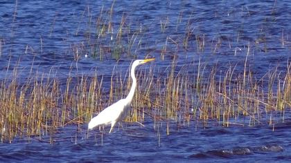 Great Egret