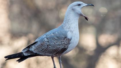 Yellow-legged Gull