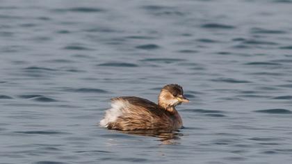 Little Grebe