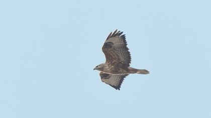 Common Buzzard