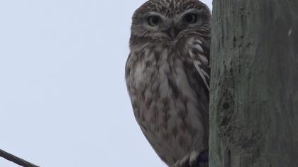Little Owl