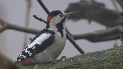 Syrian Woodpecker