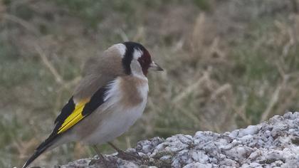 European Goldfinch