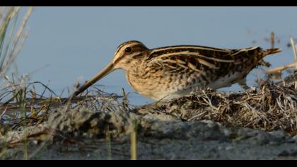 Common Snipe