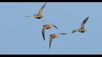 Black-bellied Sandgrouse