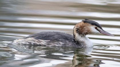 Great Crested Grebe