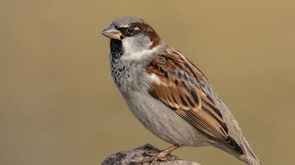 House Sparrow