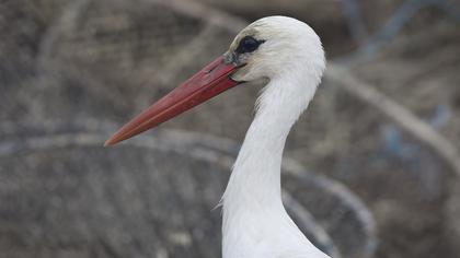 White Stork