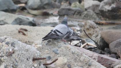 Rock Dove