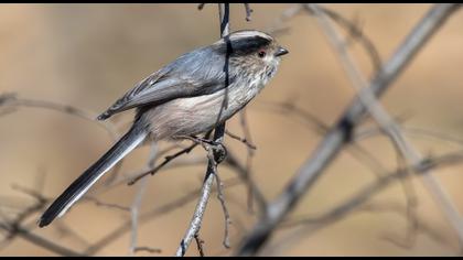 Uzunkuyruklu baştankara