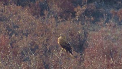 Long-legged Buzzard