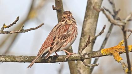 Rustic Bunting