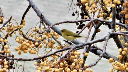 Common Chiffchaff
