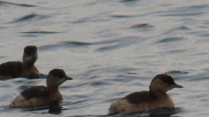 Little Grebe