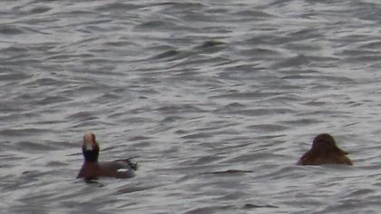 Eurasian Wigeon