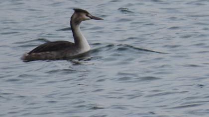 Great Crested Grebe