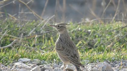 Crested Lark