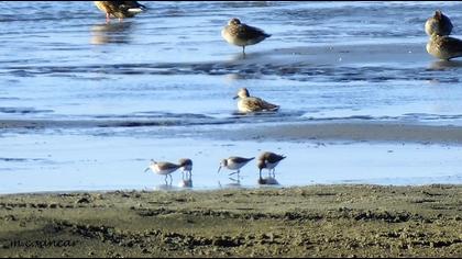 Dunlin
