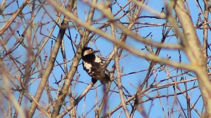Syrian Woodpecker