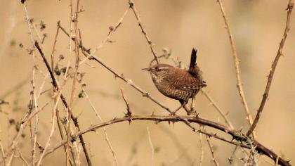 Eurasian Wren