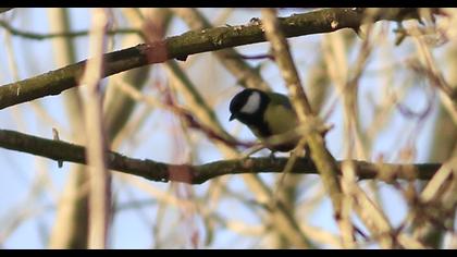 Great Tit