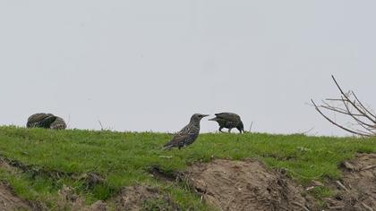 Common Starling
