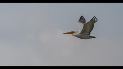 Dalmatian Pelican