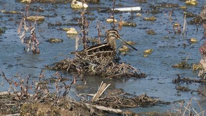 Common Snipe