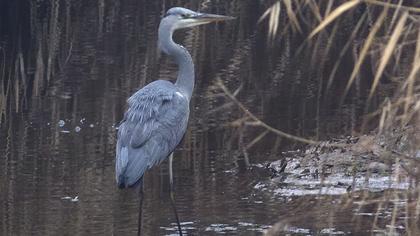 Grey Heron