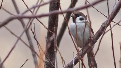 Eurasian Tree Sparrow