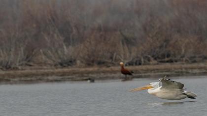 Ruddy Shelduck