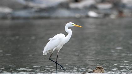 Great Egret