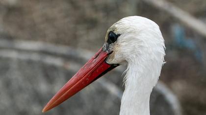 White Stork