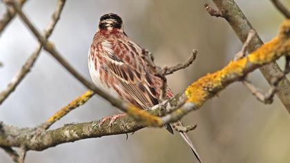 Rustic Bunting