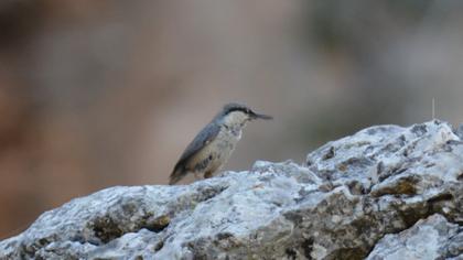 Western Rock Nuthatch
