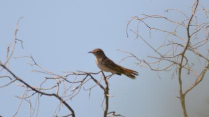 Rufous-tailed Scrub Robin