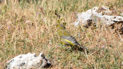 European Greenfinch