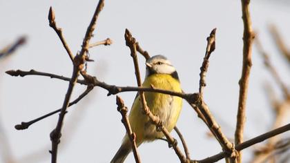 Eurasian Blue Tit