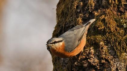 Eurasian Nuthatch