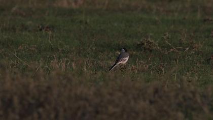 White Wagtail