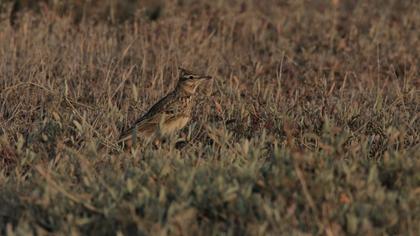 Crested Lark