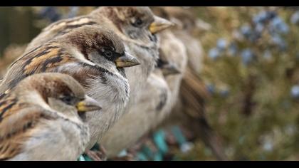 House Sparrow