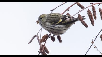 Eurasian Siskin