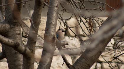 Eurasian Jay