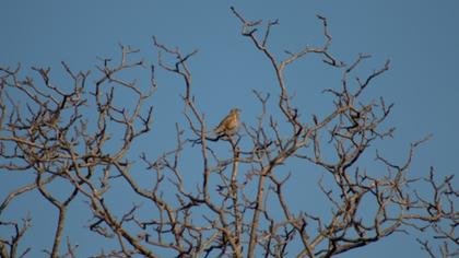 Mistle Thrush