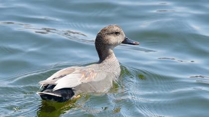 Gadwall